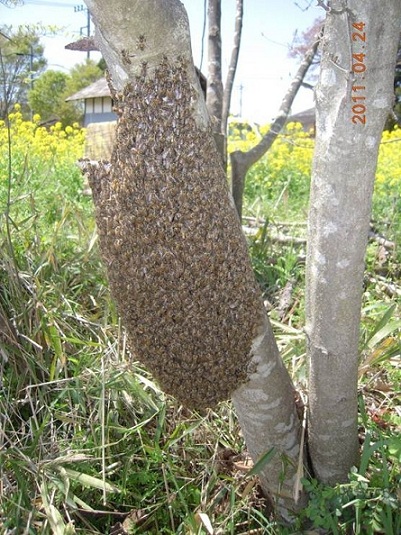 蜂球を開きます。