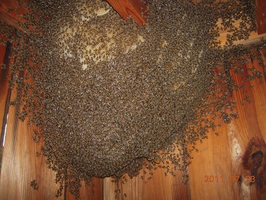 日本ミツバチ　巣箱セット　スムシ対策金網付き　誘引剤付き