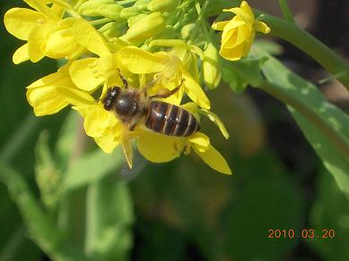 重箱式巣箱の使い方 - 茂木日本ミツバチの会