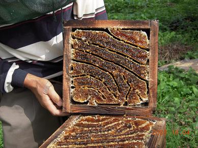 重箱式巣箱の使い方 - 茂木日本ミツバチの会